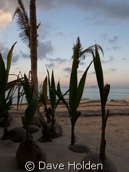 New Life...
Baby palms waitng for a home after the hurri... by Dave Holden 